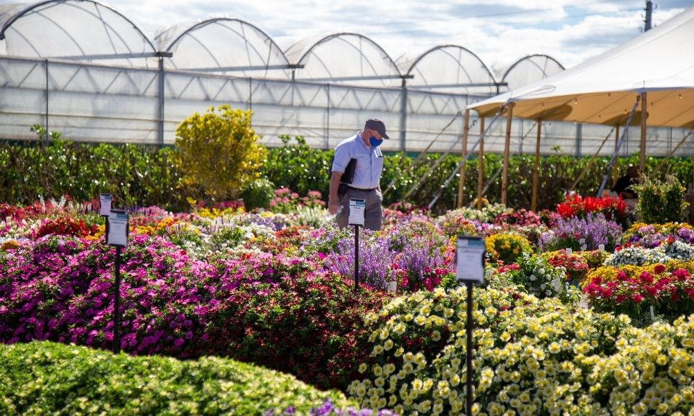 man in landscape of flowers