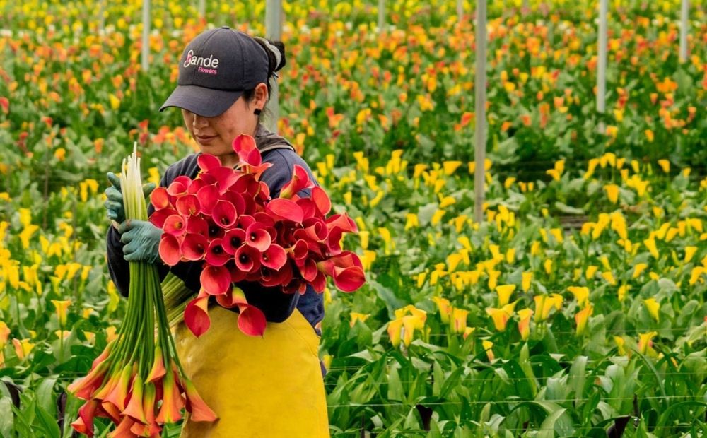 Woman holding flowers
