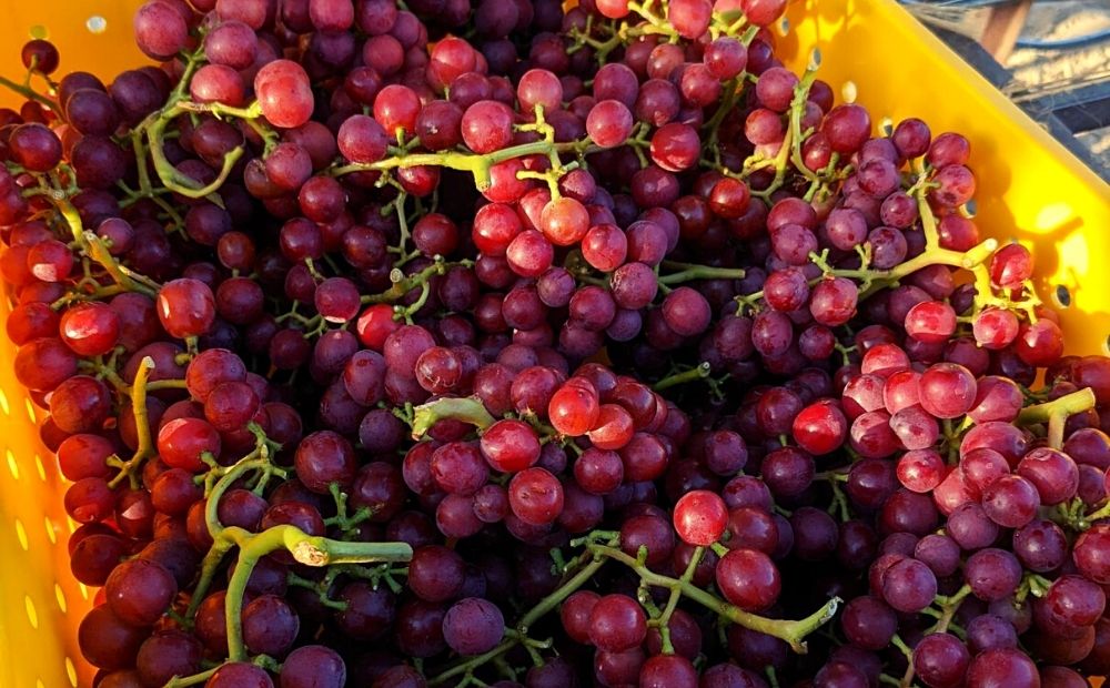 First grapes of the Coachella season via Tudor Ranch