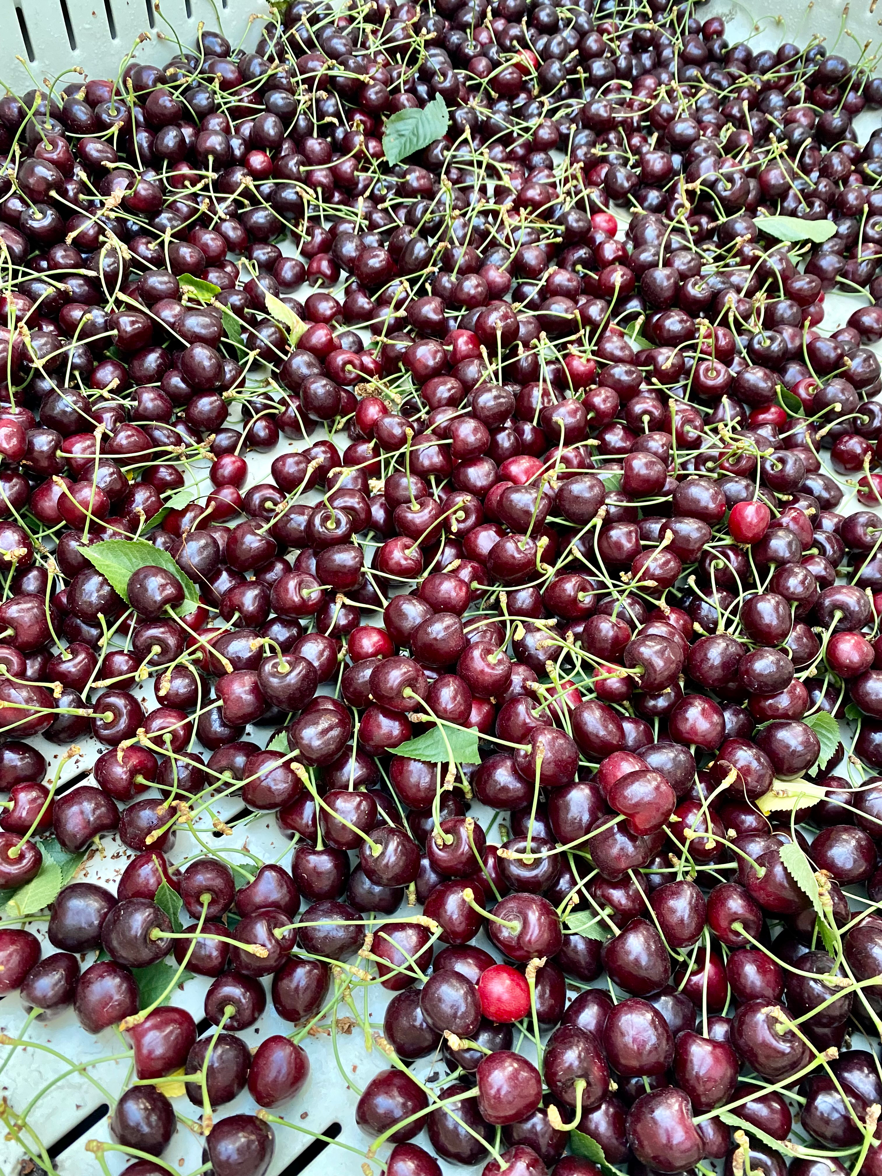 A Half Mile Closer to the Moon® cherries, freshly picked, awaiting transport.