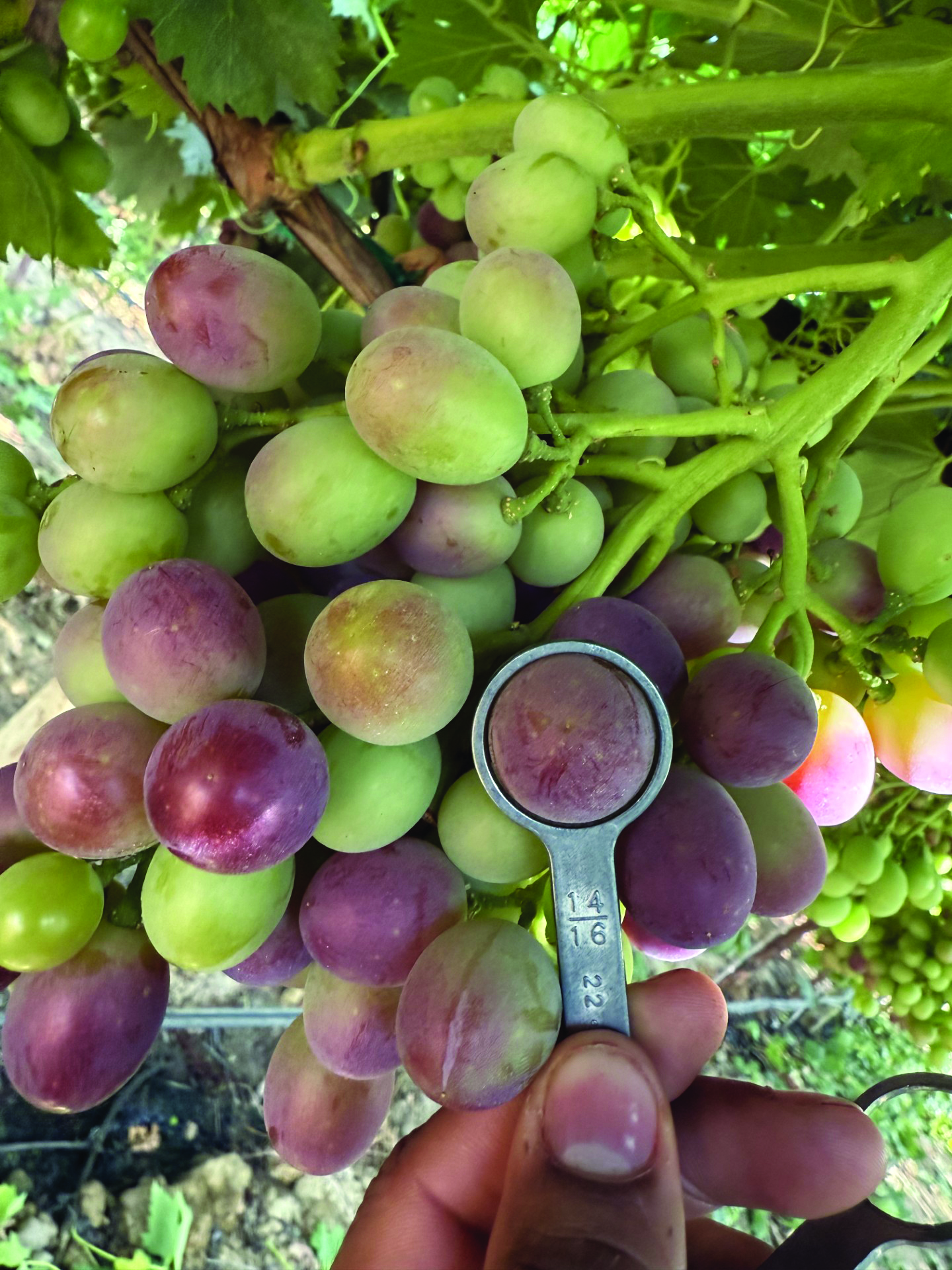 grape