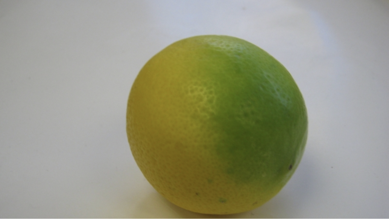 citrus