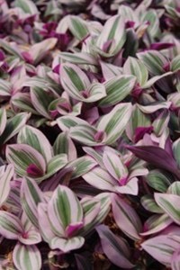 Tradescantia Nanouk
