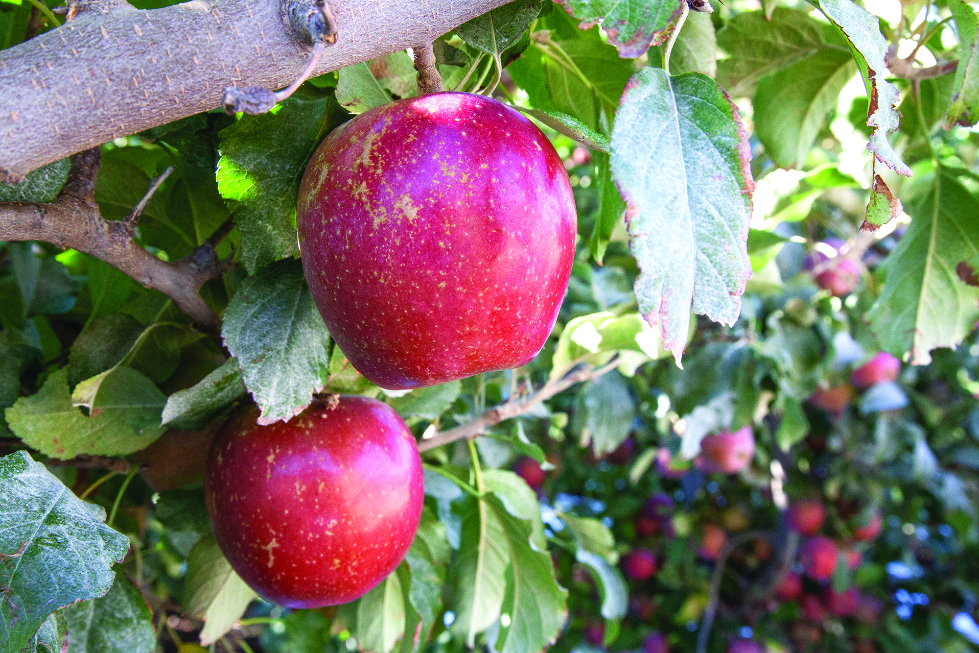 apples