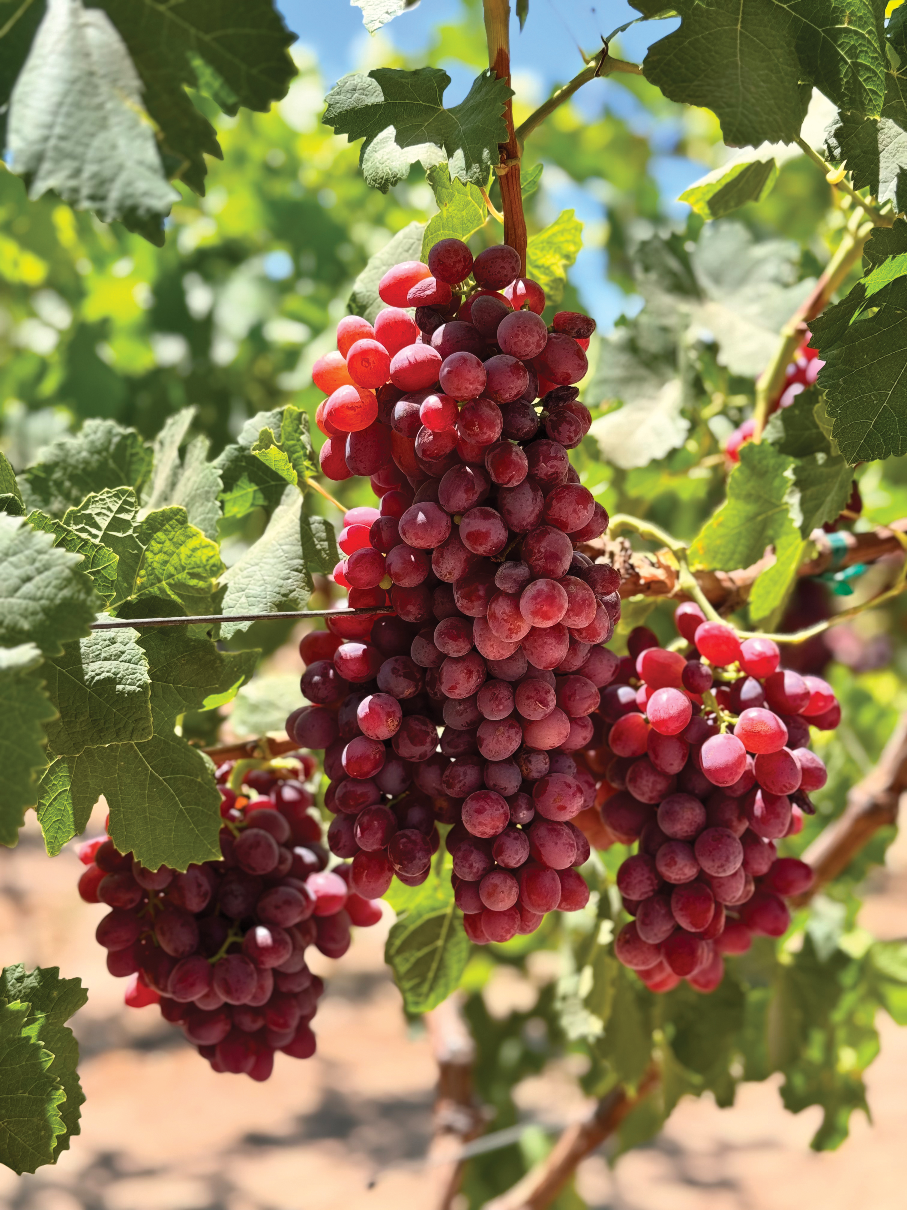 grapes
