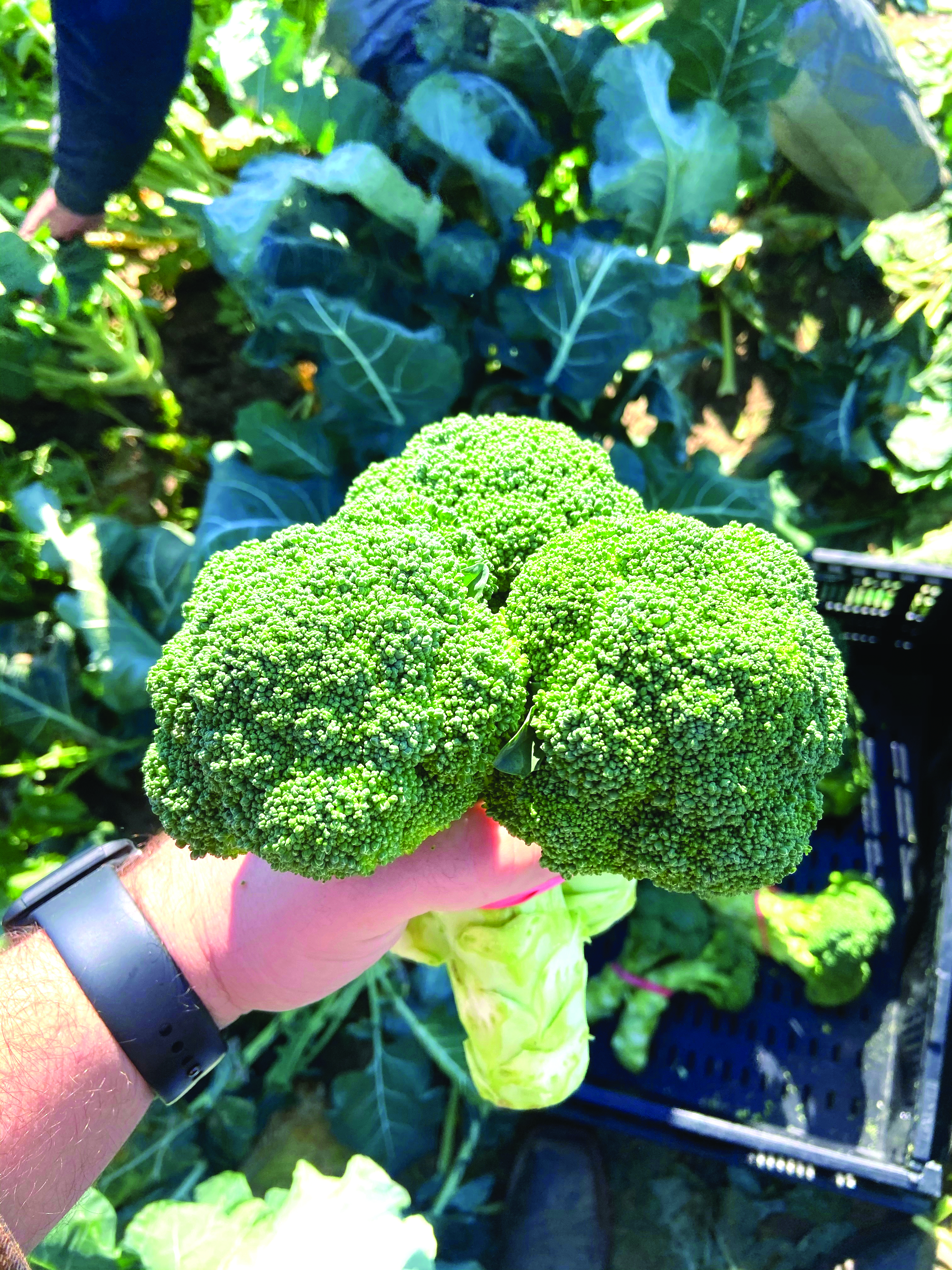 broccoli