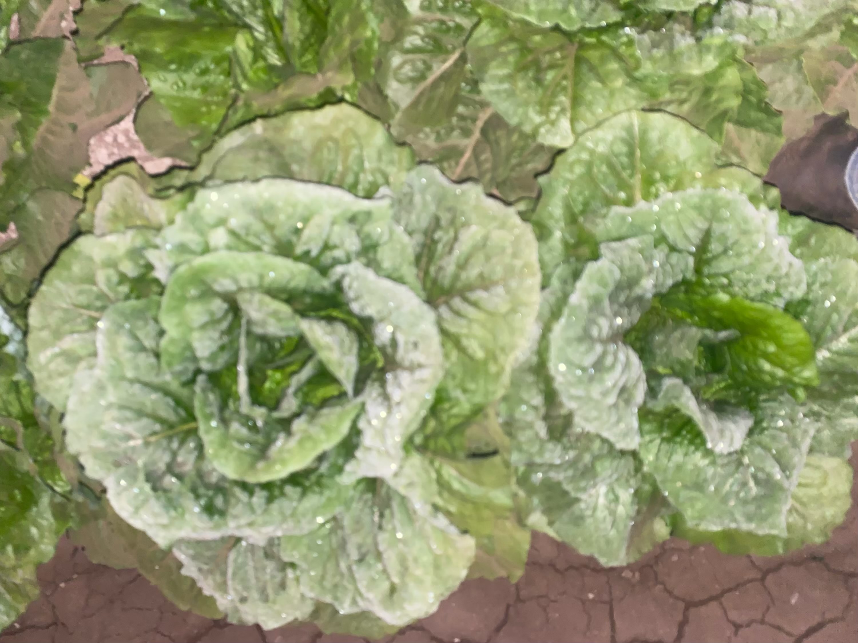 lettuce