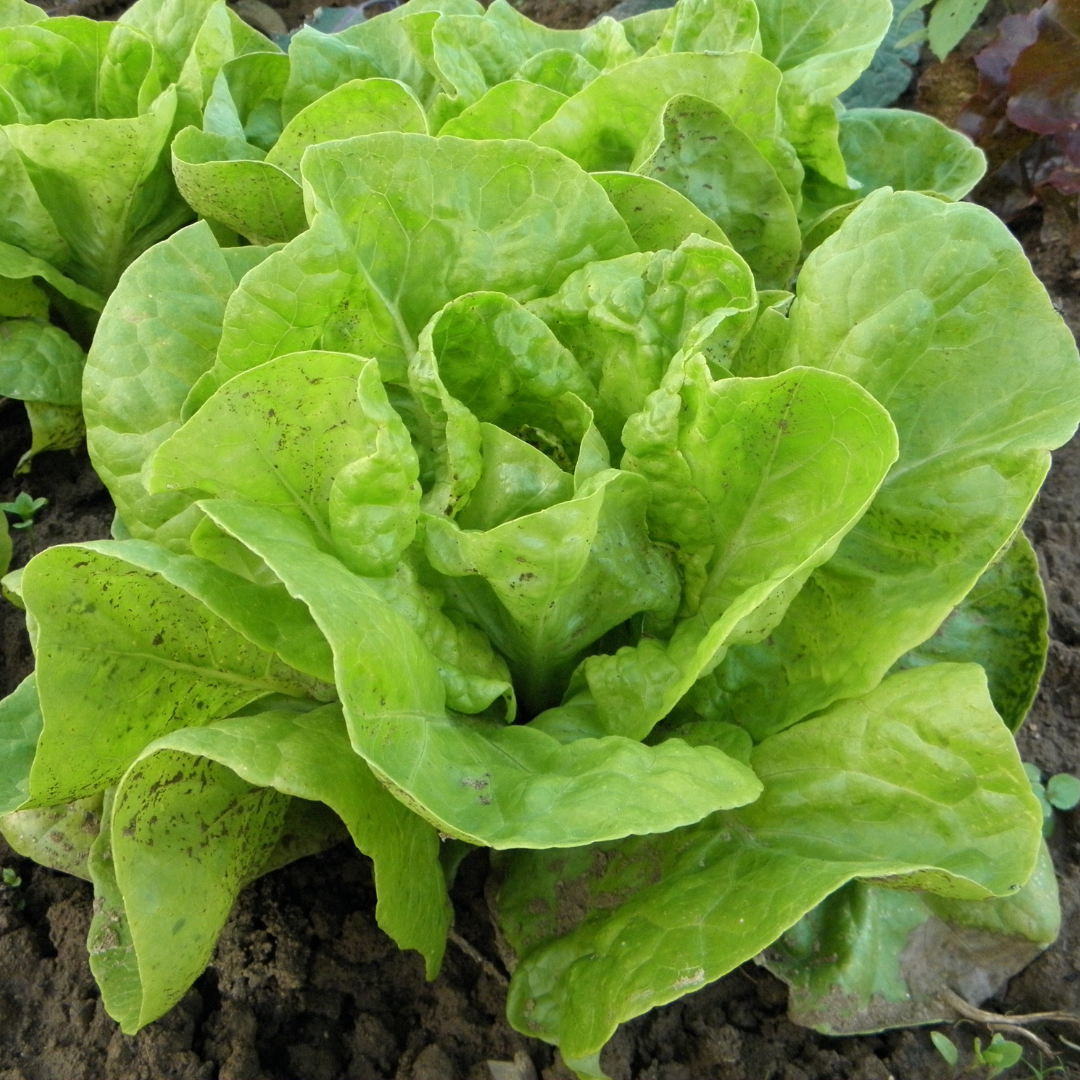 lettuce