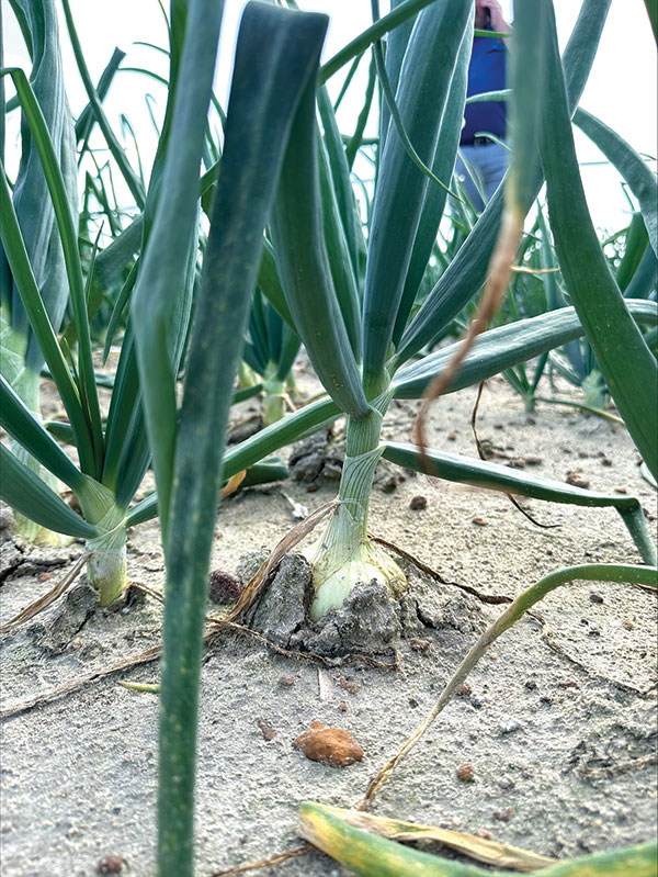 https://www.grfarmsonions.com/