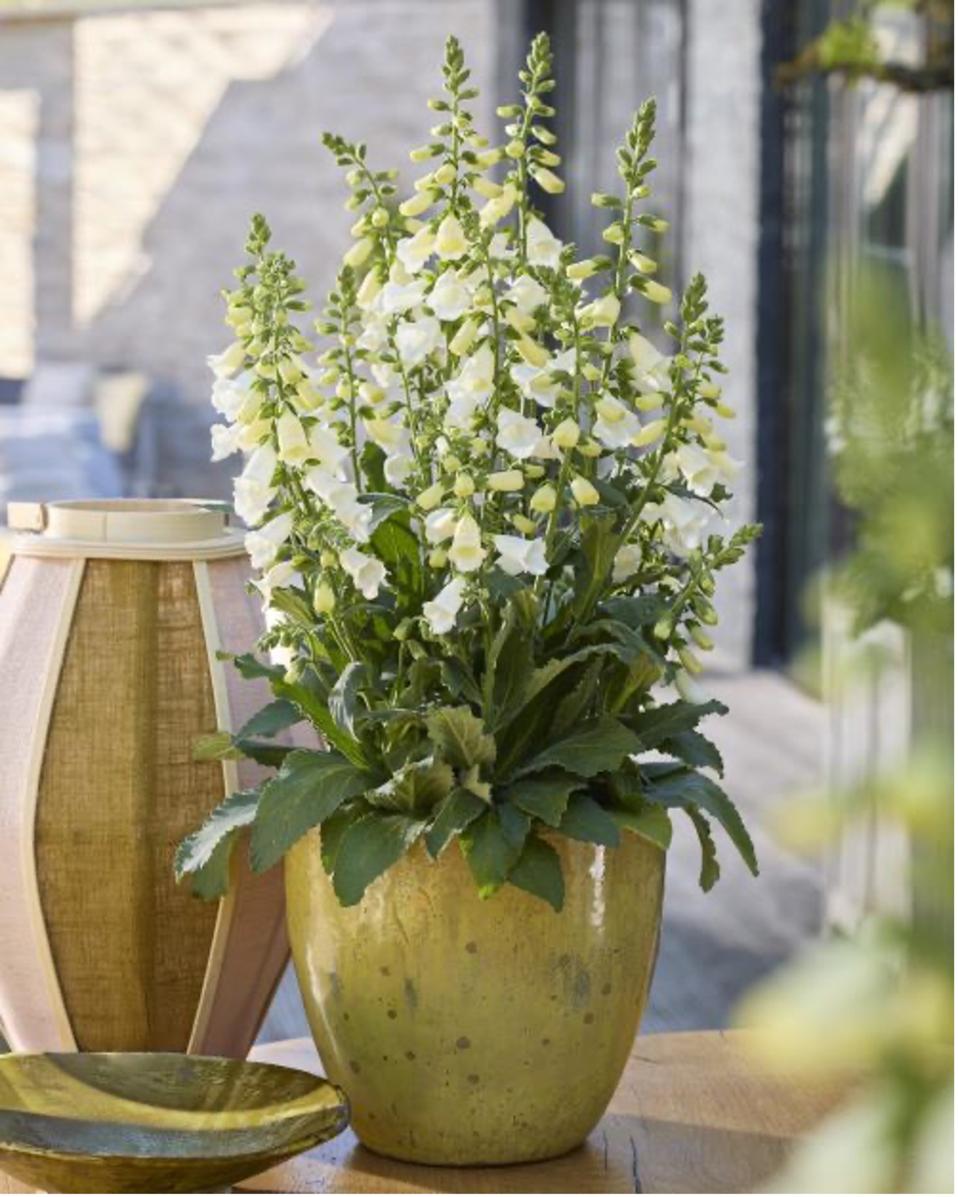 digitalis