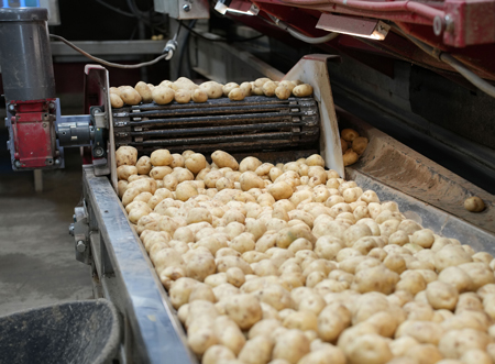 potatoes