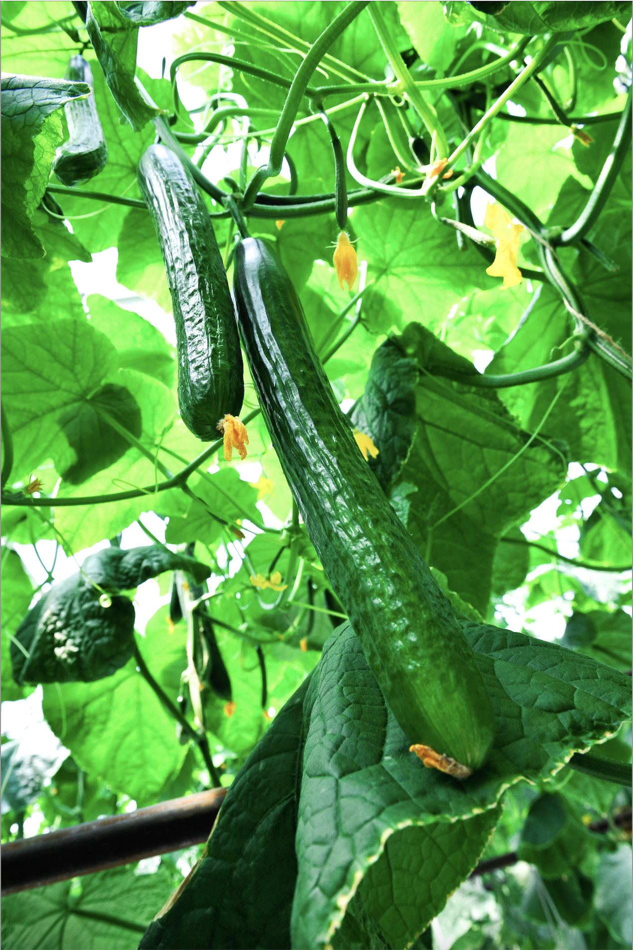 del