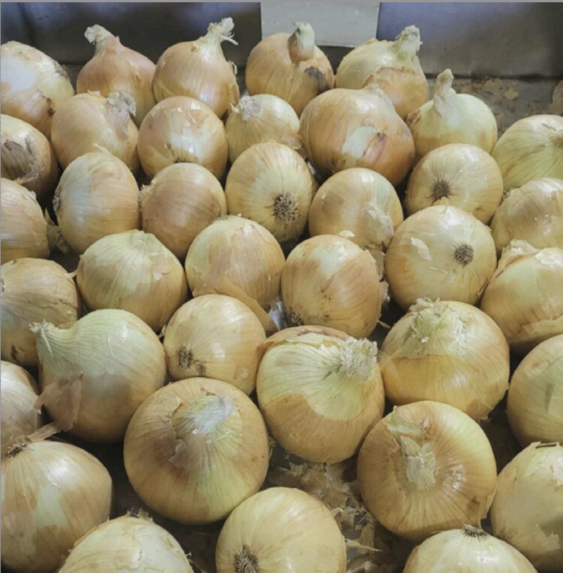 Fresh Crop Onions