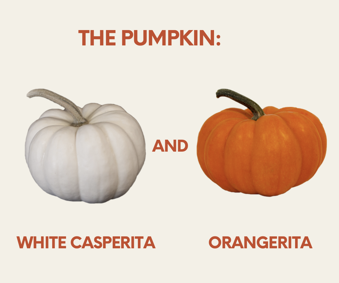 Pumpkin