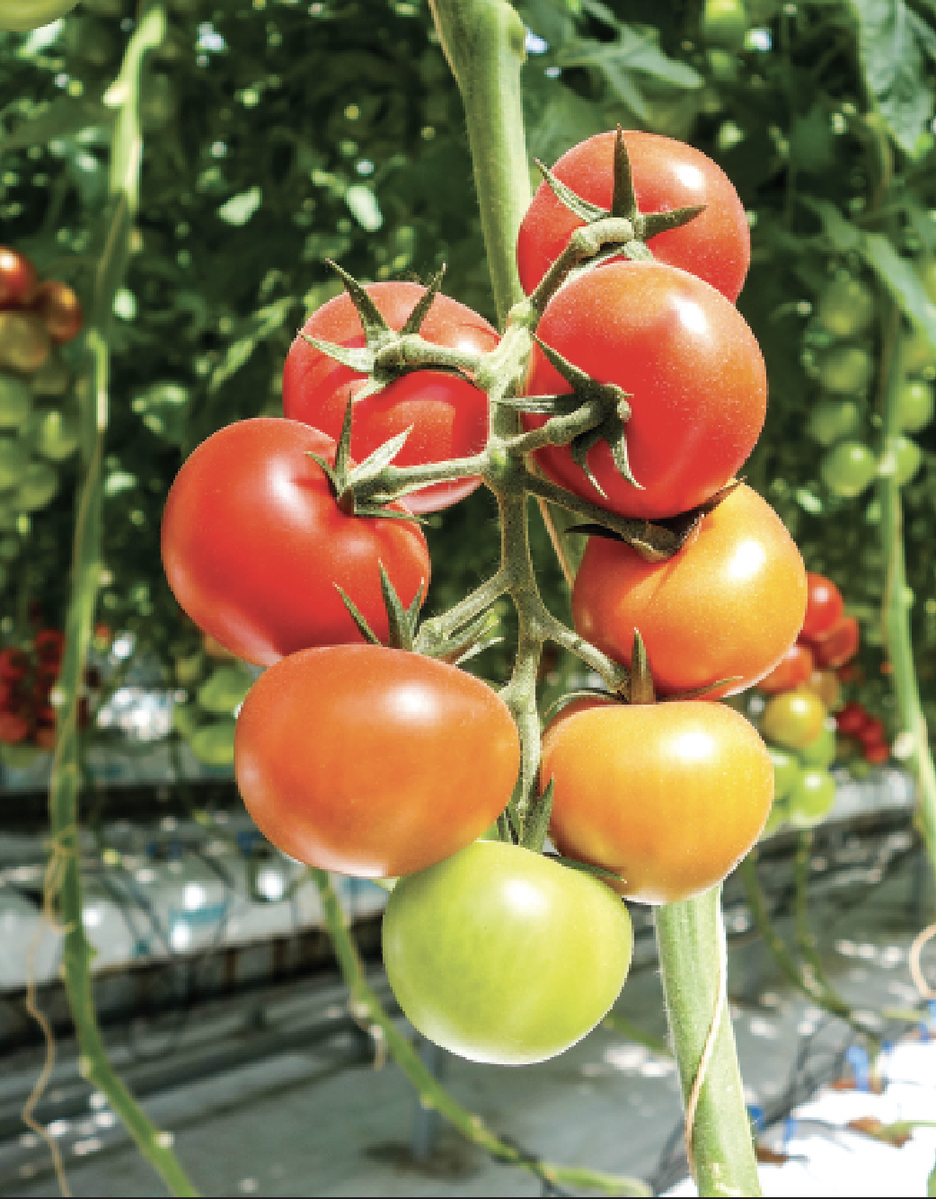 red sun farms