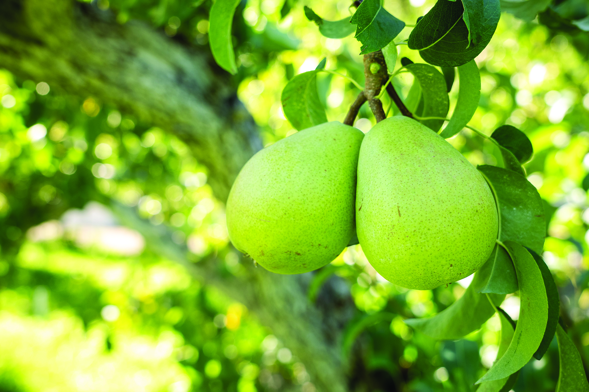 pears