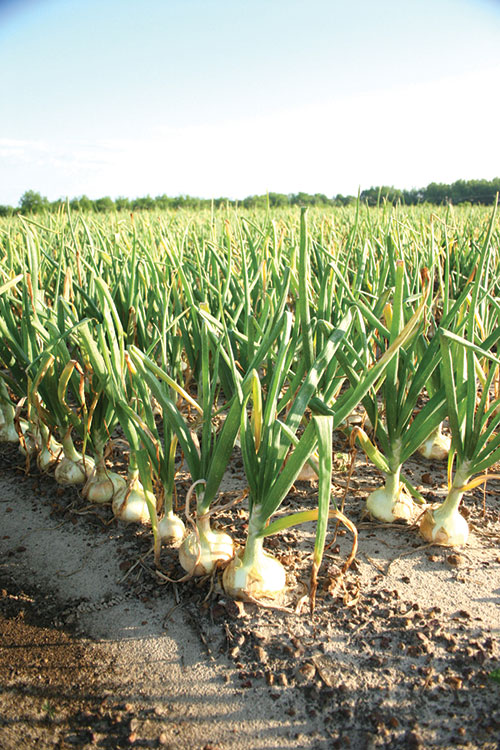 Bland Farms