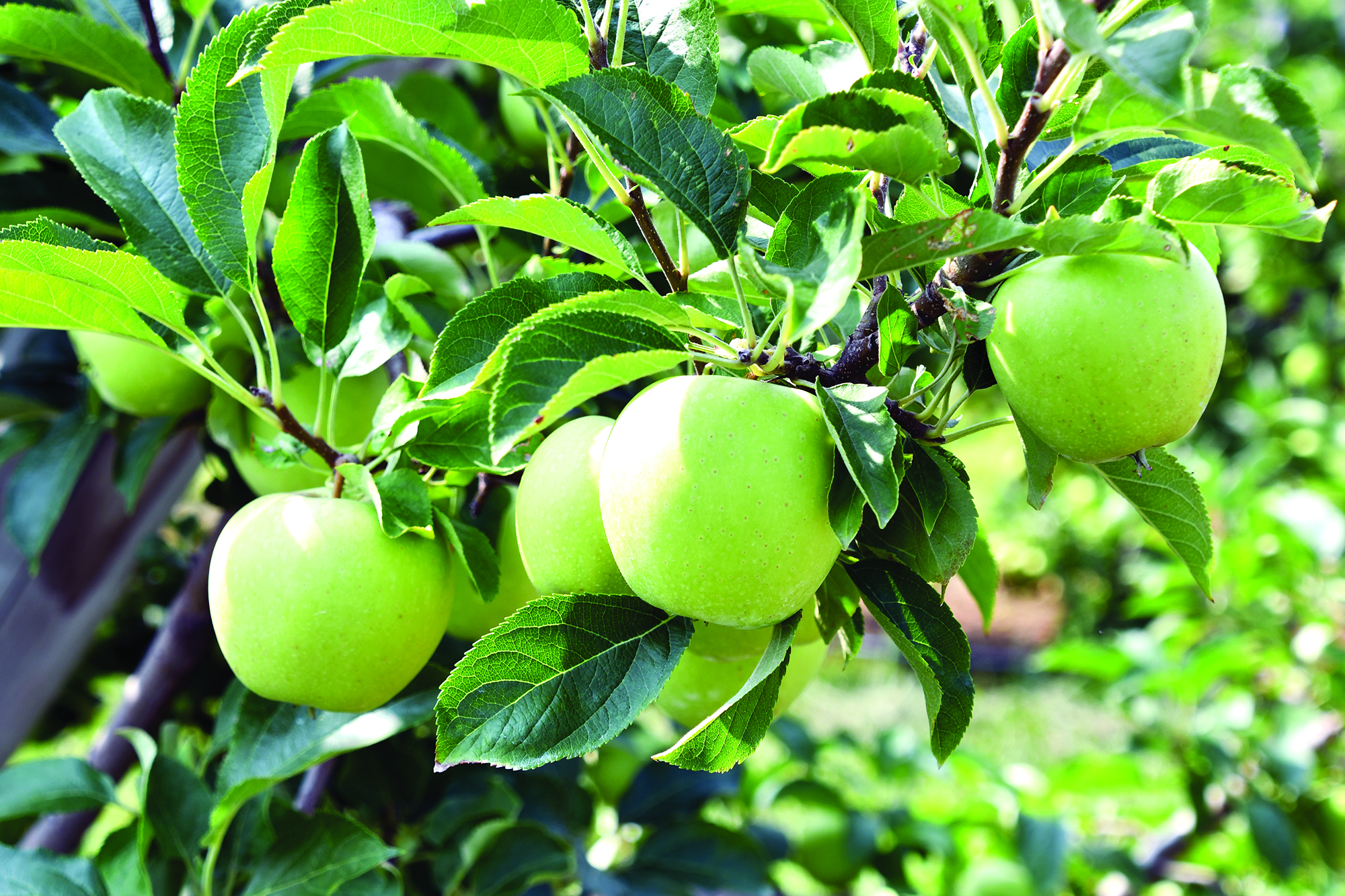 apples