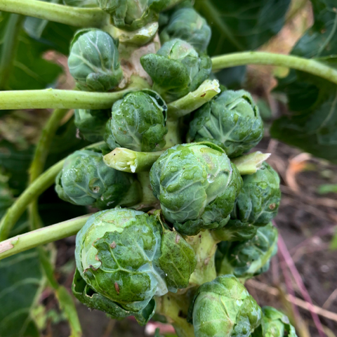 brussel sprouts