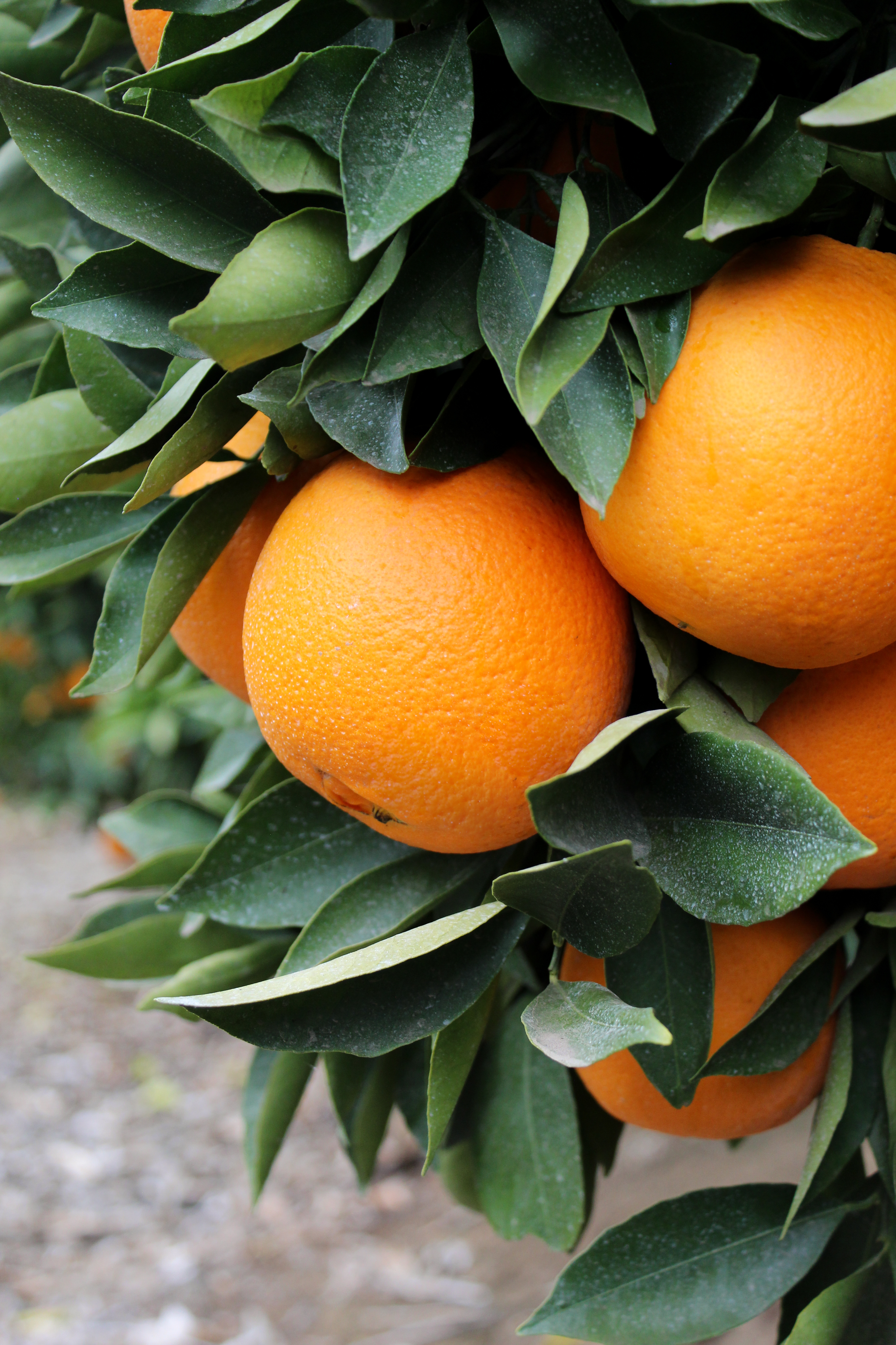 citrus