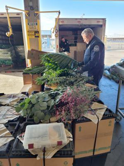 flower inspection