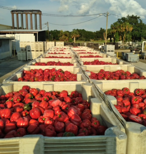 peppers