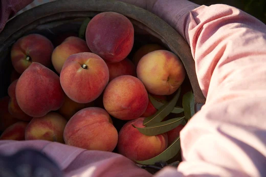 peach