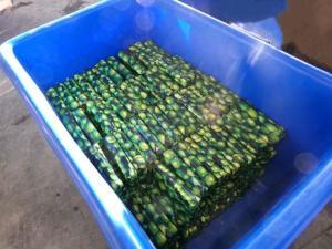 lime drugs