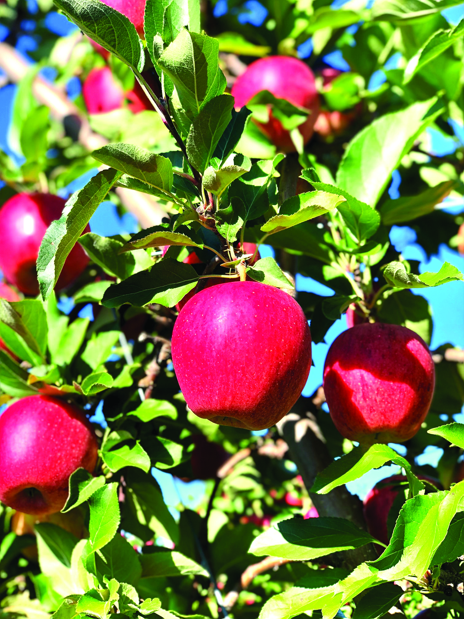 apples