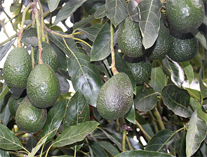 08-CalifAvos-Crop