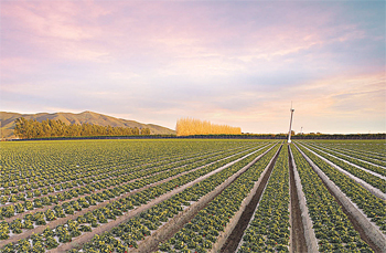 01-SoCalStraw-Crop-Opener