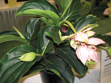 TPIE2012-MEDINILLA