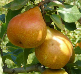 pears