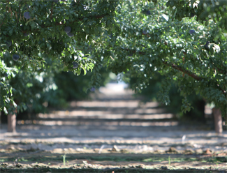 giumarra_reedley_plums