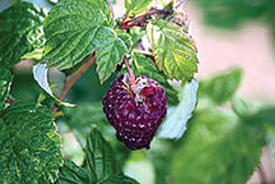 berry