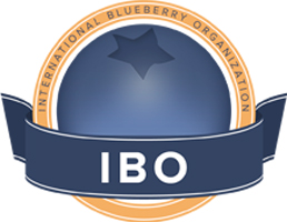 IBO logo