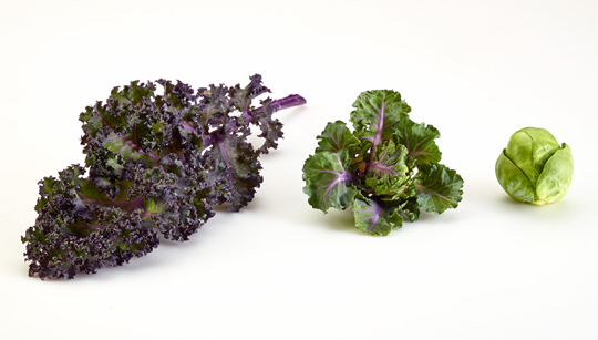 Kalettes-3