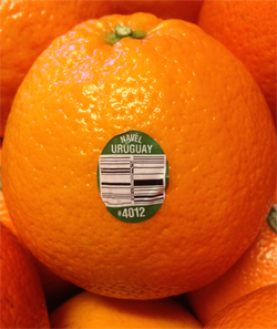 Uruguay-Navel