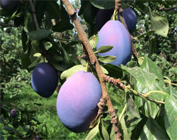 empress-plum-7