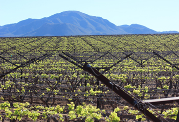 Grupo-Alta-vineyard