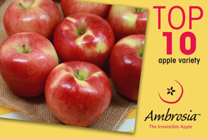 Ambrosia-Now-a-Top-Ten-Variety