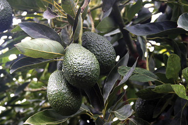 CalAvos-Crop