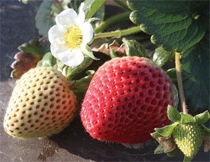 Crop-StrawberrySta