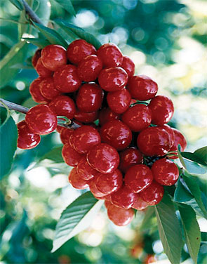 07-CalCherries-Crop-Brooks