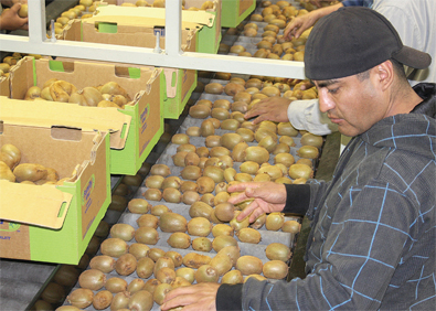 01-CalKiwi-Crop