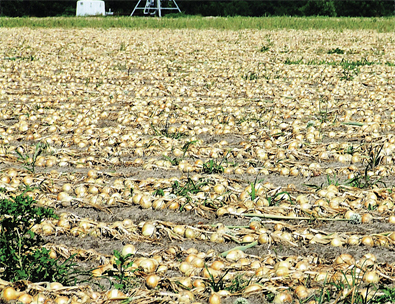 field