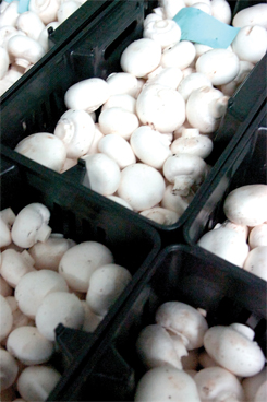 mushrooms