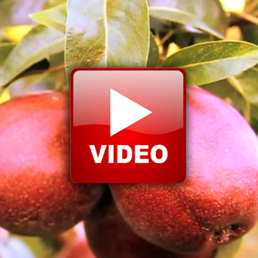 videoneonta