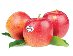 Smitten-Apples-Group-1